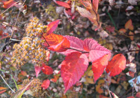 Spirea Bumald Anthony Bebedero, color de otoño
