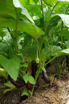 Eggplant in a greenhouse