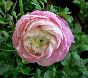 Ranunculus africà rosa clar