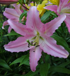 Oriental lily Reve