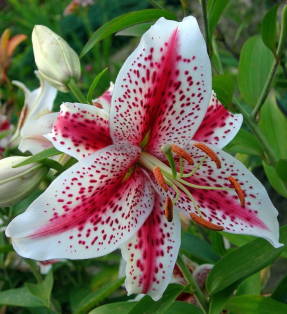 Oriental lily Tigerwoods