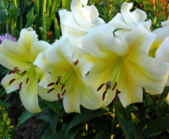 Oriental lily Conca d'Or