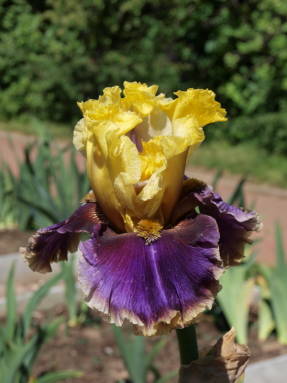 Iris sodo karnavaliniai kaparėliai