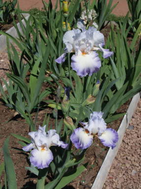 Iris garden Mare d'Inverno