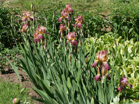 Jardín de iris