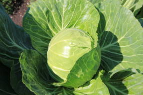 White cabbage F1 Nakhalenok