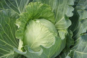 White cabbage F1 Fast and Furious