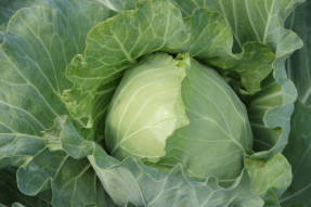 White cabbage F1 Head Garden