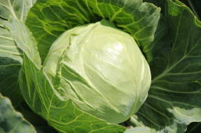 White cabbage Peasant