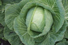 White cabbage Slavyanka