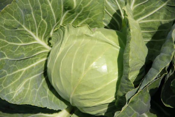 White cabbage Sugar Crunch