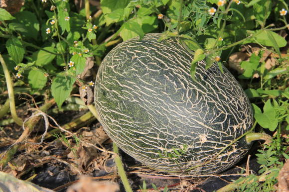 Melonit: lajikkeet ja hybridit