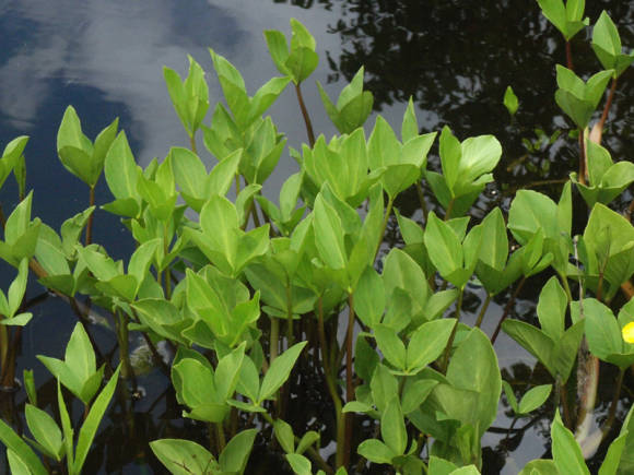 Háromlevelű karóra (Menyanthes trifoliata)