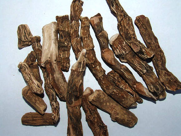 L'ús del calamus en la medicina oficial i tradicional