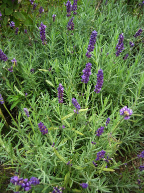 Narrow-leaved lavender (Lavandula angustifolia)