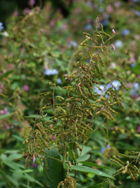 Desmodium canadian with jointed fruits