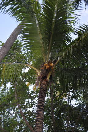 Palmera de cocos