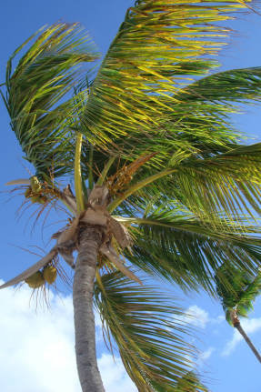 De wind geeft niets om de palmboom