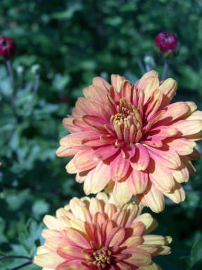 Chrysanthemum korean