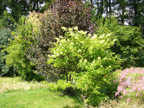 Hydrangea paniculata en paisatge