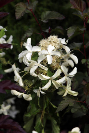 Hortenzijas paniculata Lielā zvaigzne
