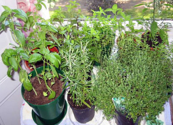 Fűszeres fűszernövények az ablakpárkányon