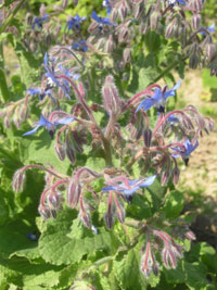 Borage is not only useful, but also decorative.