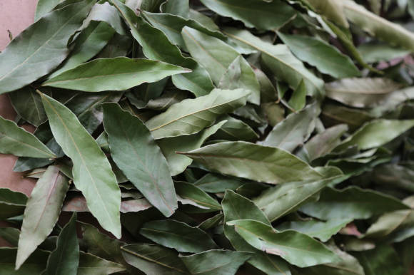 Bay leaf - a famous spice