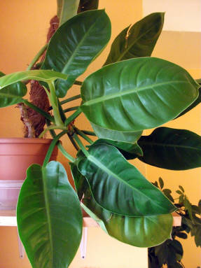 Philodendron Citrom Lime