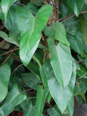 Paraudęs filodendras (Philodendron erubescens)