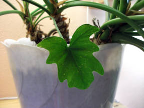 Philodendron Xanadu, juvenile leaf
