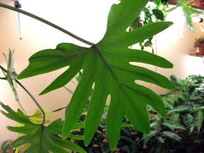 Philodendron Xanadu, প্রাপ্তবয়স্ক পাতা