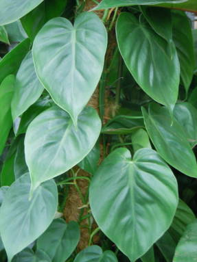 Filodendro de hiedra (Philodendron hederaceum)