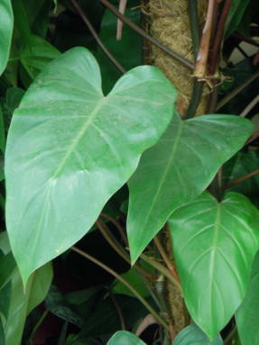 Piruló filodendron (Philodendron erubescens)