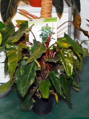 Philodendron Rode Smaragd