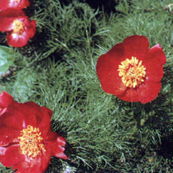 Vékonylevelű bazsarózsa (Paeonia tenuifolia)