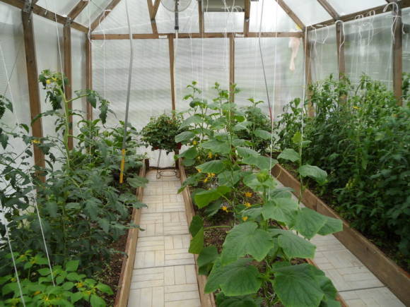 Cultius d'hortalisses per a co-cultiu en hivernacle