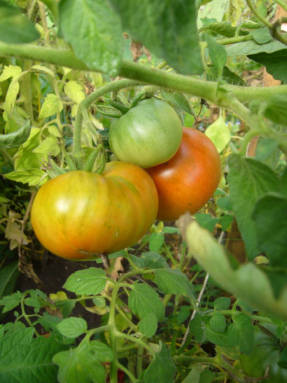 Hoe de rijping van tomaten te versnellen?