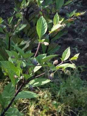 Almindelig belladonna (Atropa beladonna)