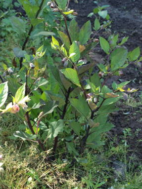 Gemeenschappelijke belladonna (Atropa beladonna)