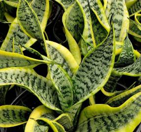 Sansevieria driebaans Twisted Sister
