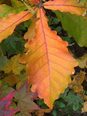 Scalloped oak