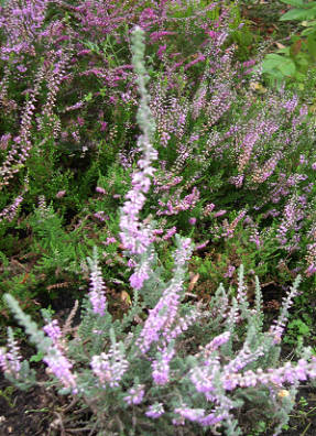 Common Heather Silver Knigt