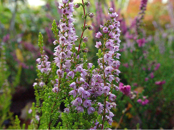 Common Heather Spring Torch