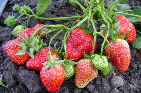 Have jordbær