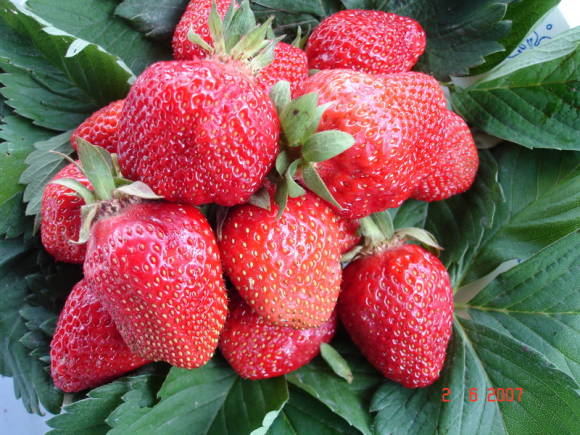 Garden strawberry Lambada