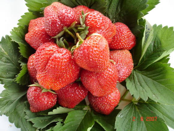 Garden strawberry Elsanta
