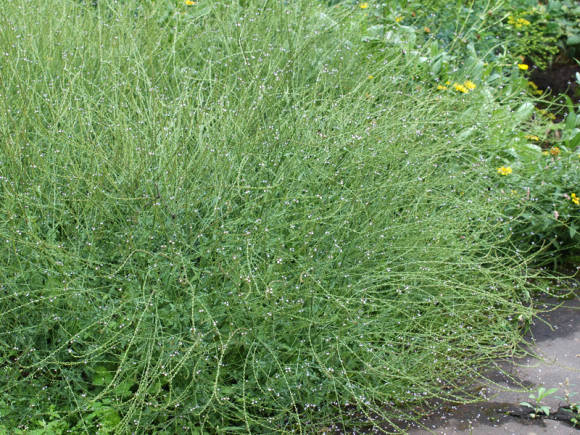 Verbena officinalis (Verbena officinalis)