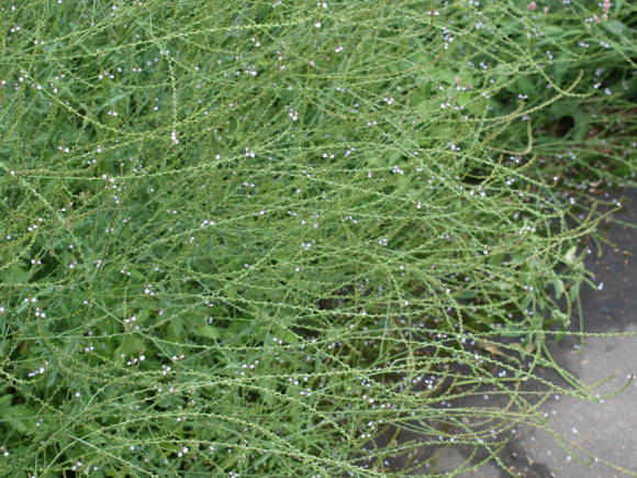 Verbena officinalis (ভারবেনা অফিসিয়ালিস)