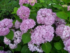 Large-leaved hydrangea: an overview of new varieties
